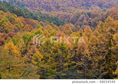 Yokotani Valley in the fall 48034549