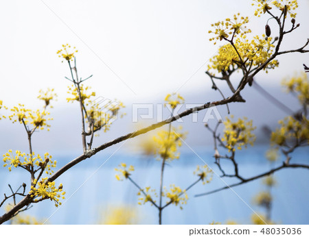 Corn oil Corn oil 48035036