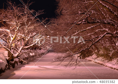 Cherry blossoms in winter 48035382