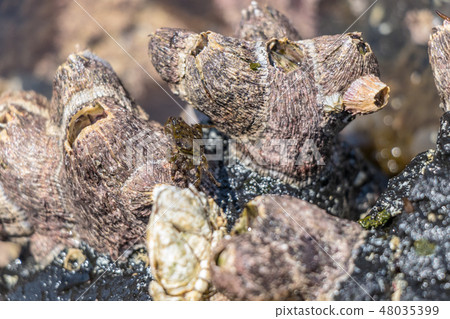 Barnacles on the Seaside coast Barnacles on the Seaside coast 48035399