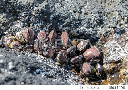 海邊海岸的Karasai 48035408