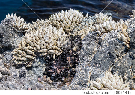 Creatures of the Seaside coast 48035413