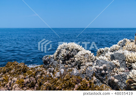 日本海的海龜海岸 48035419