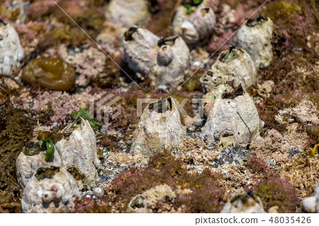 Barnacles on the Seaside coast Barnacles on the Seaside coast 48035426