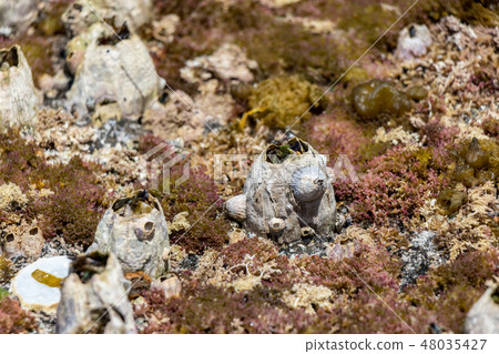 Barnacles on the Seaside coast Barnacles on the Seaside coast 48035427