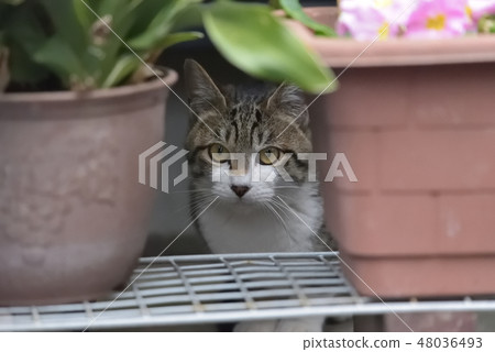 Peeping through the flower pot Naru Nyanko 48036493