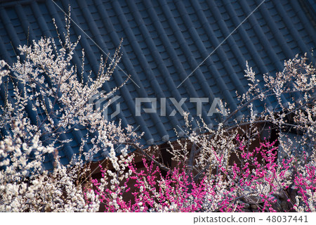 瓦屋頂和梅花 48037441