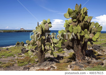 Prickly Pear Cactus - Galapagos Islands - Ecuador 48037615