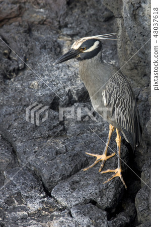 Yellow Crowned Night Heron - Galapagos Islands Yellow Crowned Night Heron - Galapagos Islands 48037618