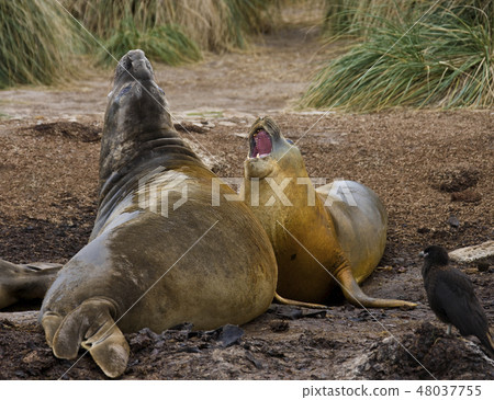Southern Elephant Seals - Falkland Islands 48037755