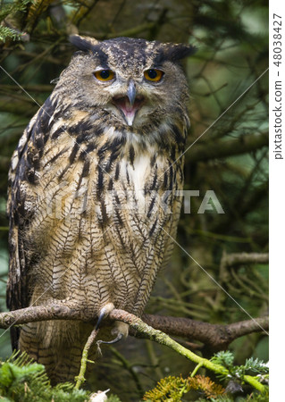 Eurasian Eagle Owl - (Bubo bubo) Eurasian Eagle Owl - (Bubo bubo) 48038427