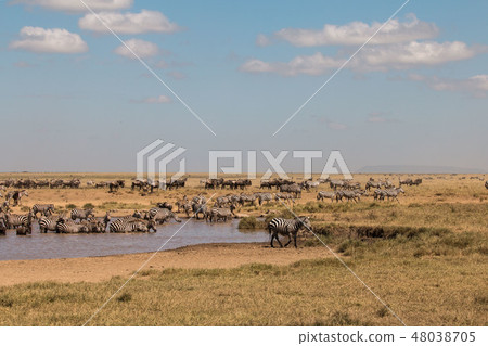 Tanzania Serengeti National Park Zebras and a group of gnu Tanzania Serengeti National Park Zebras and a group of gnu 48038705