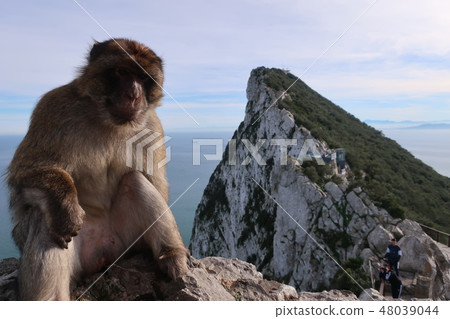 Monkey and mountain Monkey and mountain 48039044