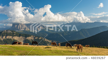 Horse over Dolomite landscape Geisler Odle mountain Dolomites Group Val di Funes Horse over Dolomite landscape Geisler Odle mountain Dolomites Group Val di Funes 48039267