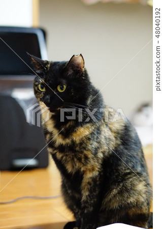 Sitting rust cat Sitting rust cat 48040192