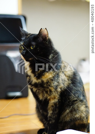 Sabi cat sitting on the floor Sabi cat sitting on the floor 48040193