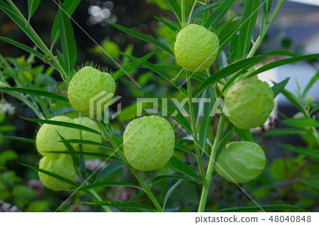 futuria fruit 48040848