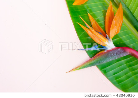 Summer flat lay scenery with strelizia flowers Summer flat lay scenery with strelizia flowers 48040930