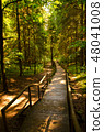 Wood road in the green forest 48041008