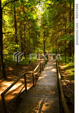 Wood road in the green forest 48041008