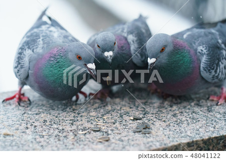 City pigeons eat sunflower seeds on the embankment City pigeons eat sunflower seeds on the embankment 48041122