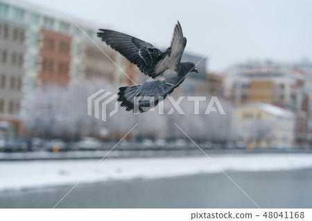 Pigeon in flight over the Moscow River Pigeon in flight over the Moscow River 48041168