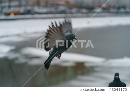 Pigeon in flight over the Moscow River Pigeon in flight over the Moscow River 48041170