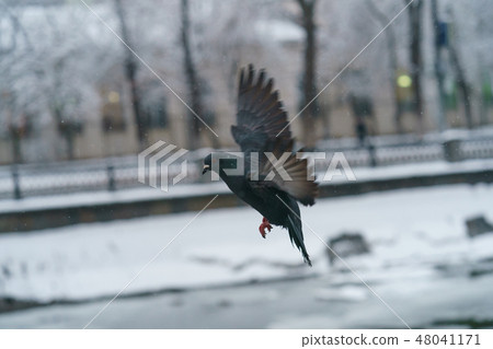 Pigeon in flight over the Moscow River Pigeon in flight over the Moscow River 48041171