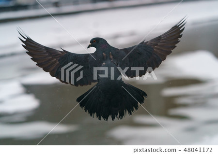 Pigeon in flight over the Moscow River Pigeon in flight over the Moscow River 48041172