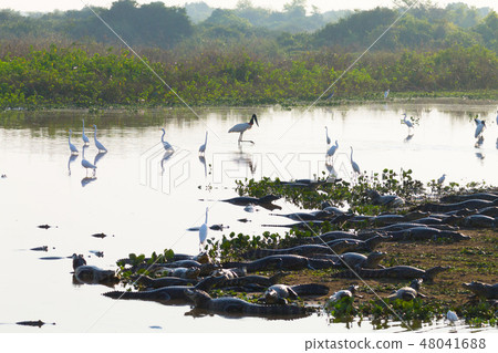Beautiful Pantanal landscape, South America,Brazil 48041688