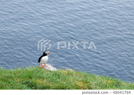 Atlantic puffin from Borgarfjordur fjord, Iceland Atlantic puffin from Borgarfjordur fjord, Iceland 48041784