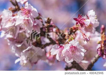 [熱海櫻] 48042946