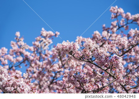 [熱海櫻] 48042948