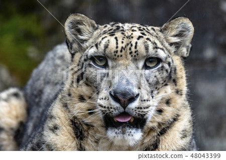 Male snow leopard Cobo at Tama Animal Park 48043399