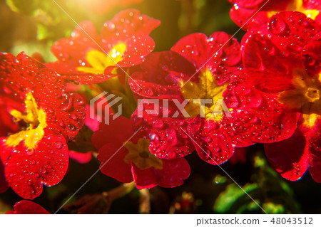 Primrose with red flowers Primrose with red flowers 48043512