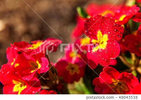 Primrose with red flowers Primrose with red flowers 48043538