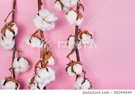 Flat lay of feminine light rose background with branch of cotton flower. Can be greeting card and 48044044