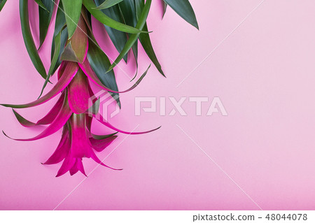 Creative layout made of tropical flowers and palm leaves on pastel pink background, top view, flat 48044078