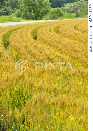 Wheat field Wheat field 48044129
