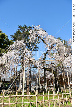 Fukohime櫻桃樹在市川市 Fukohime櫻桃樹在市川市 48044154