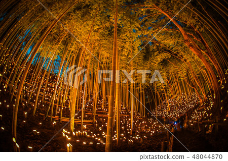 竹林小口徑照明(小城堡遺址公民森林) 竹林小口徑照明(小城堡遺址公民森林) 48044870