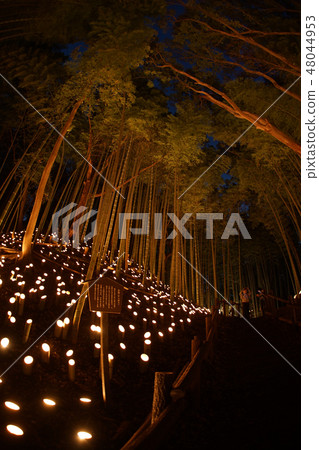 Small-diameter light-up of bamboo grove (Small Castle Ruins Citizen's Forest) Small-diameter light-up of bamboo grove (Small Castle Ruins Citizen's Forest) 48044953