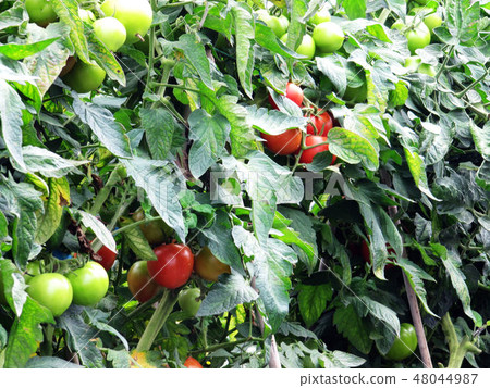 Flower and fruit plant 48044987