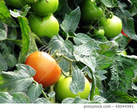 Flower and fruit plant Flower and fruit plant 48044991