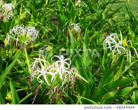 花果植物 48044994