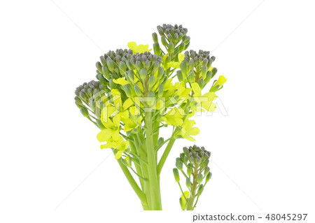 西蘭花花(深度合成) 西蘭花花(深度合成) 48045297