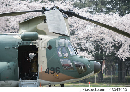 Air Self Defense Force CH-47J helicopter and cherry tree 48045430