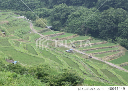 Rice terraces Rice terraces 48045449