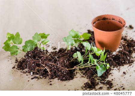 seedling germination home plant gardening seedling germination home plant gardening 48045777