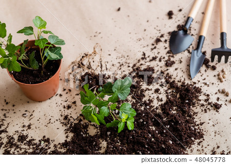 seedling germination home plant gardening seedling germination home plant gardening 48045778
